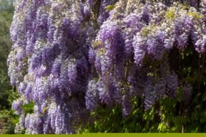 Personal Growth Through Wisteria
