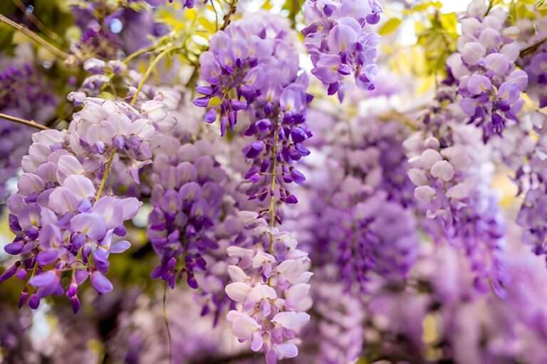 Wisteria Spiritual Meaning