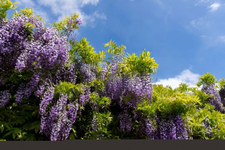Wisteria Spiritual Meaning